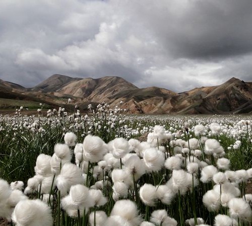 cotton-grass-iceland_30726_600x450