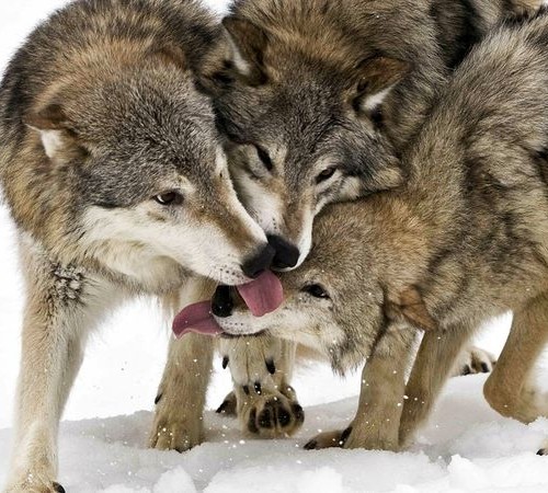 timber-wolves_30723_600x450