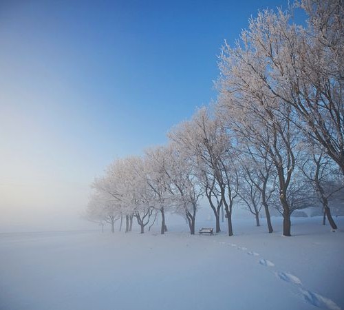 snowy-trees-alberta-canada_30711_600x450