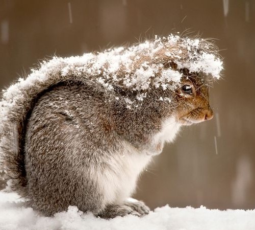 squirrel-snow-storm_47916_600x450